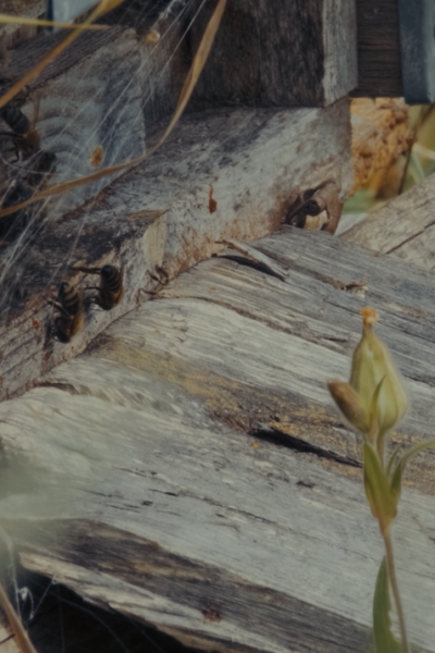 Robotas ir peteliškė